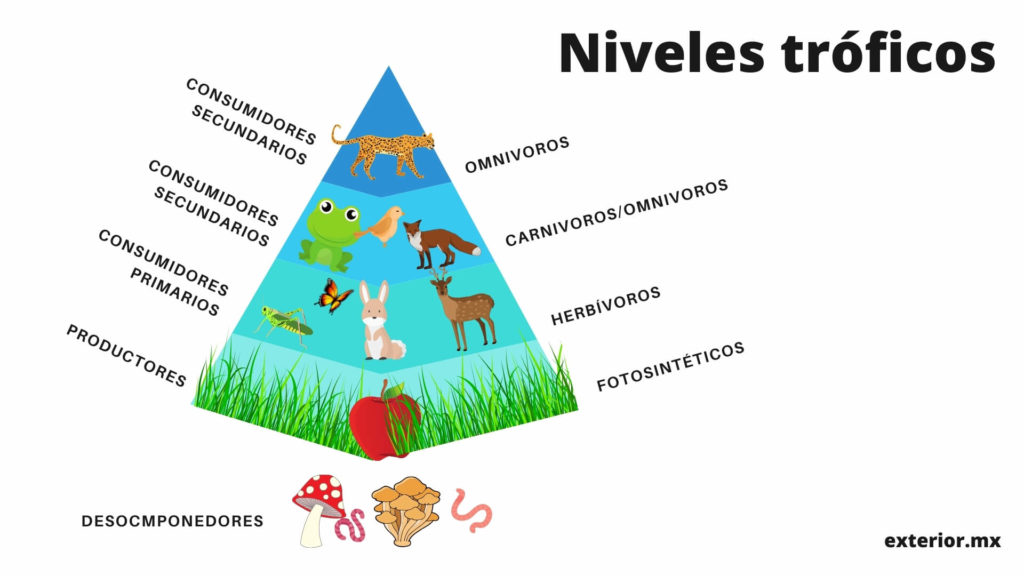 Piramide de niveles troficos de alimentacion