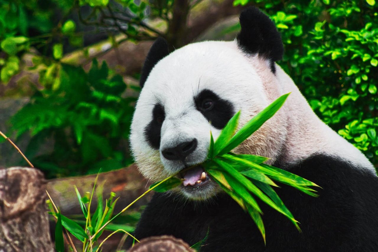 Panda comiendo representando que es la ecologia