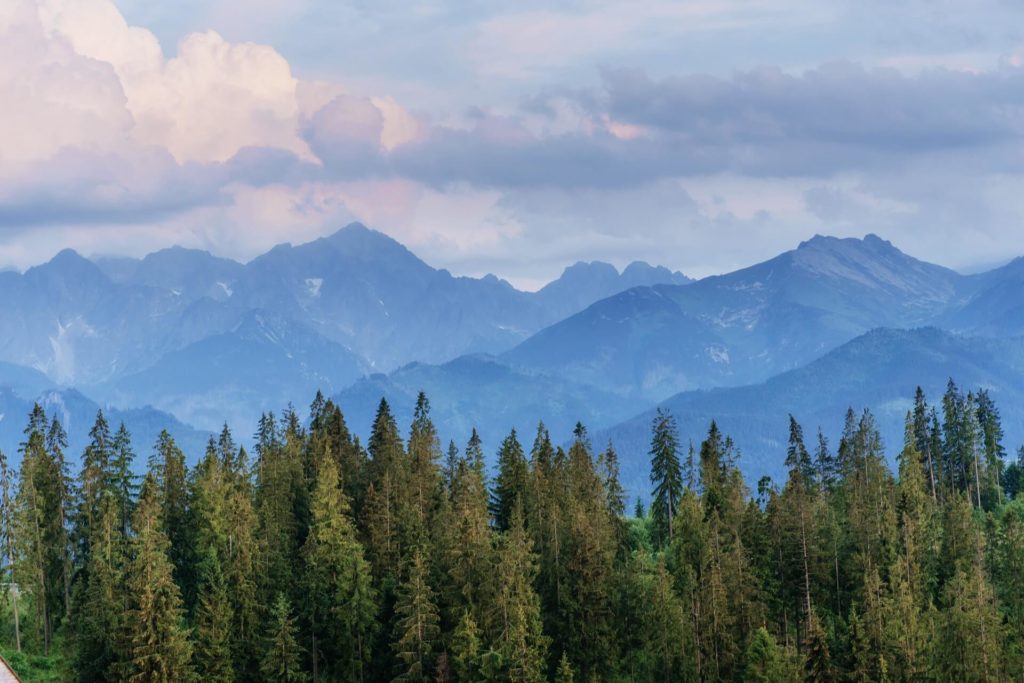 Bosque verde con una montaña de fondo